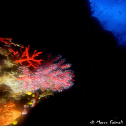 Mediterranean red coral (Corallium rubrum) in semi-dark c... by Marco Faimali 